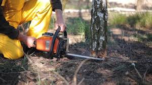 Best Lot and Land Clearing  in Sho Creek, AL