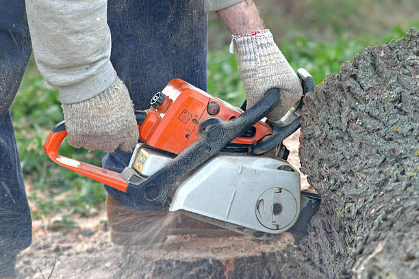 Best Storm Damage Tree Cleanup  in Sho Creek, AL