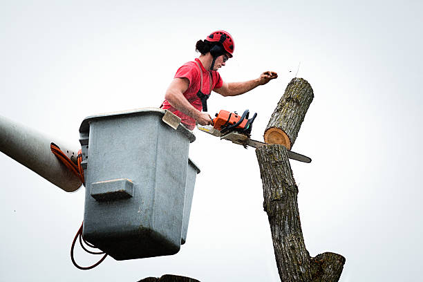 Best Tree Maintenance Programs  in Sho Creek, AL