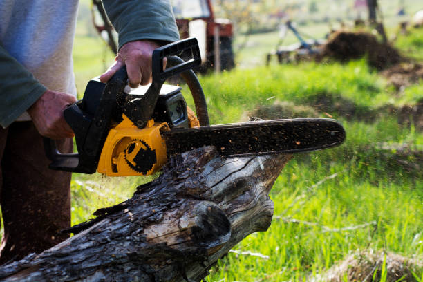 Best Tree Trimming and Pruning  in Sho Creek, AL