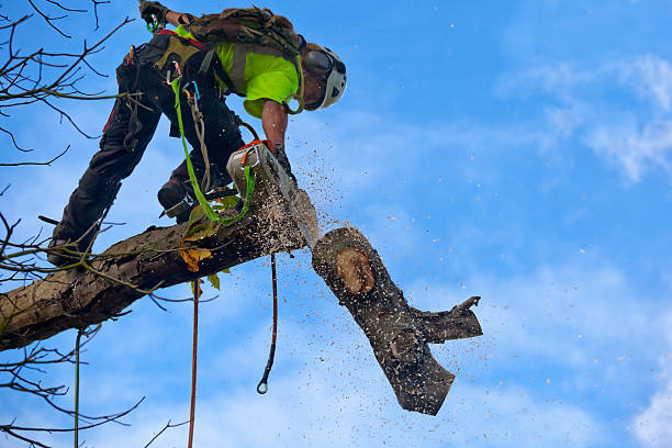 Best Tree Health Inspection  in Sho Creek, AL